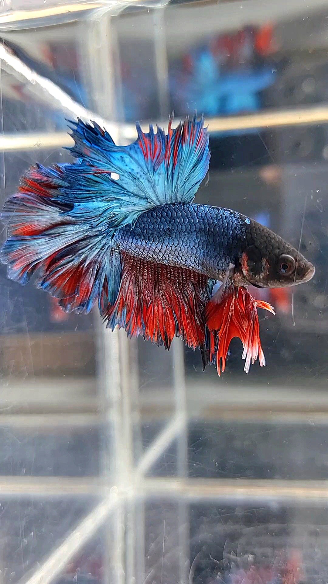 KING ROSETAIL HALFMOON BLUE RED BETTA FISH