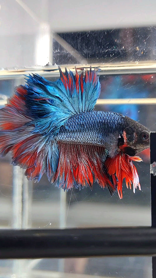 KING ROSETAIL HALFMOON BLUE RED BETTA FISH