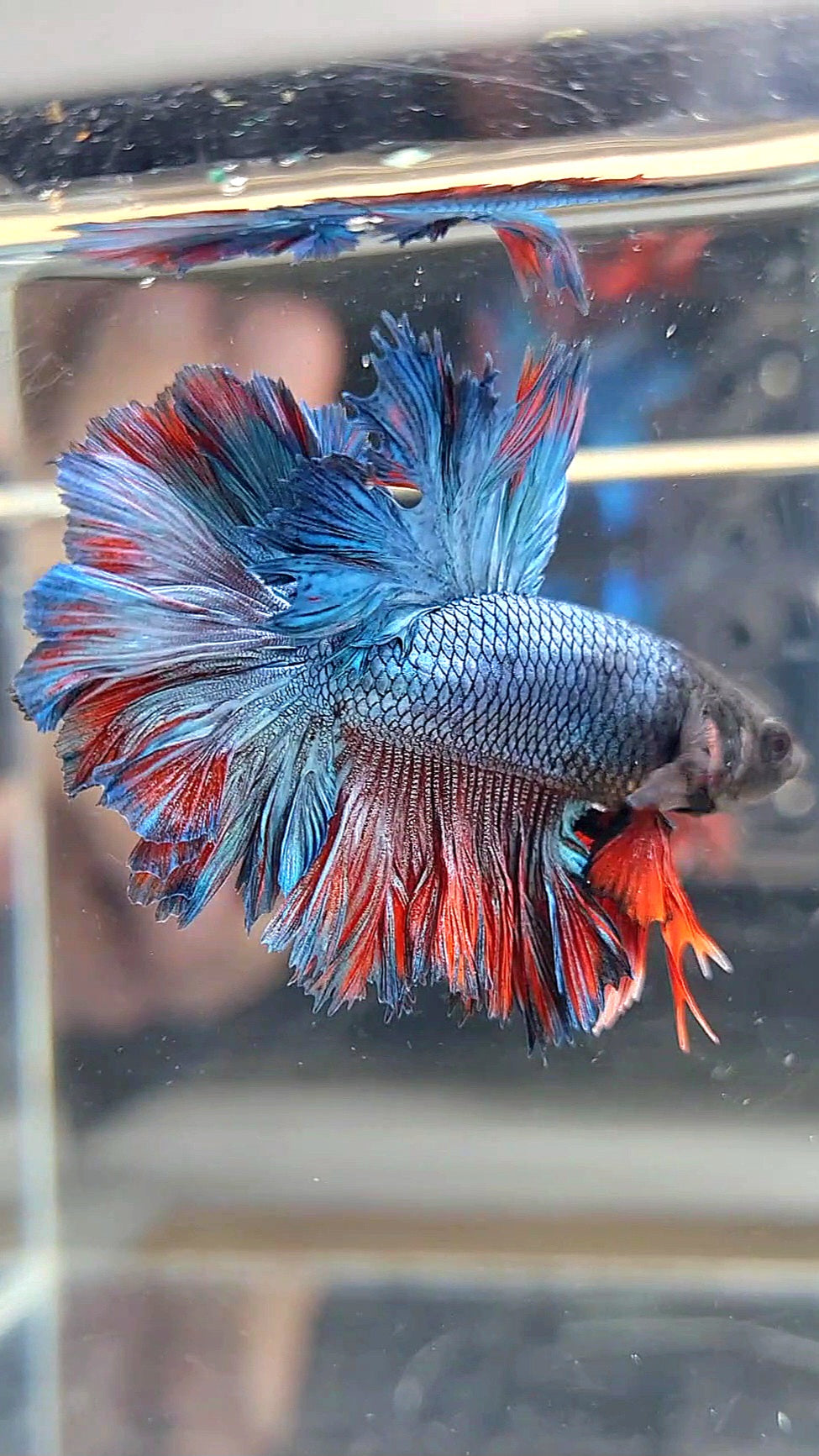 KING ROSETAIL HALFMOON BLUE RED BETTA FISH