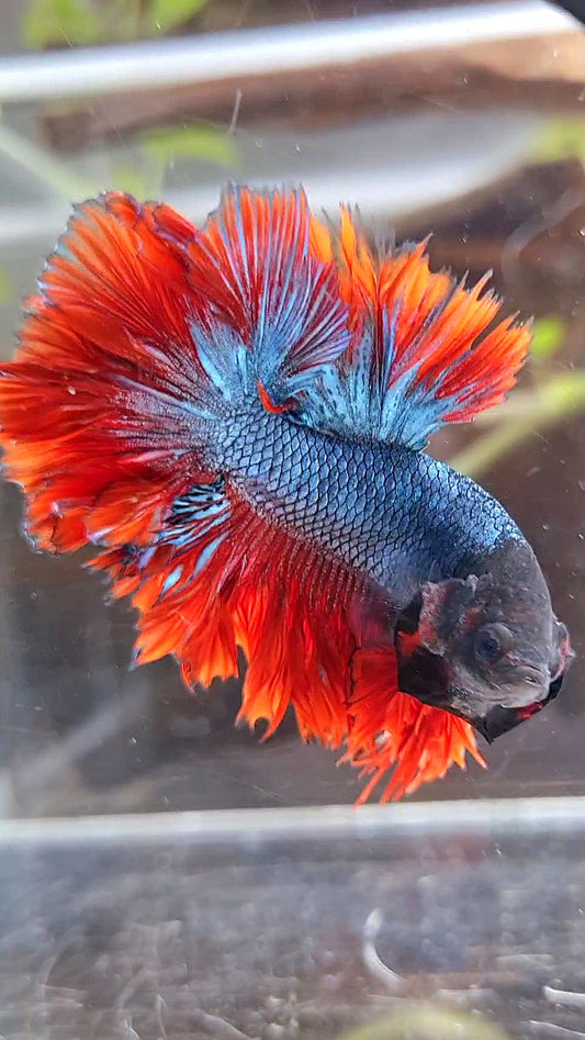 KING ROSETAIL HALFMOON DARK BLUE RED BETTA FISH
