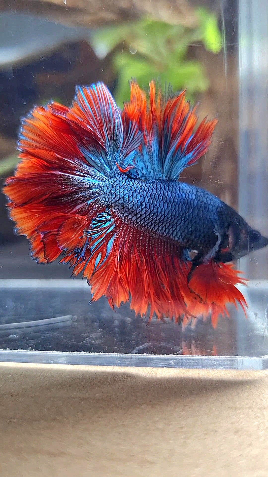 KING ROSETAIL HALFMOON DARK BLUE RED BETTA FISH