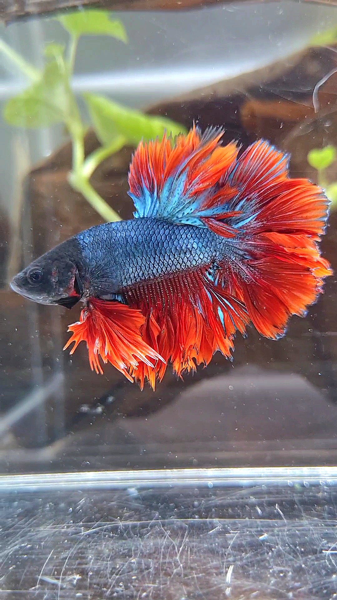 KING ROSETAIL HALFMOON DARK BLUE RED BETTA FISH