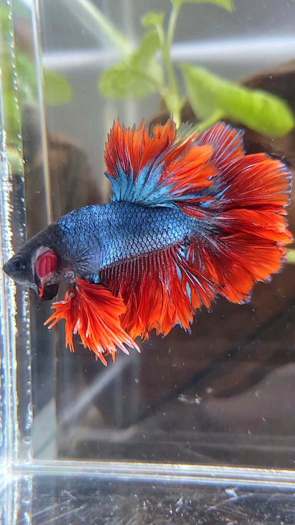 KING ROSETAIL HALFMOON DARK BLUE RED BETTA FISH