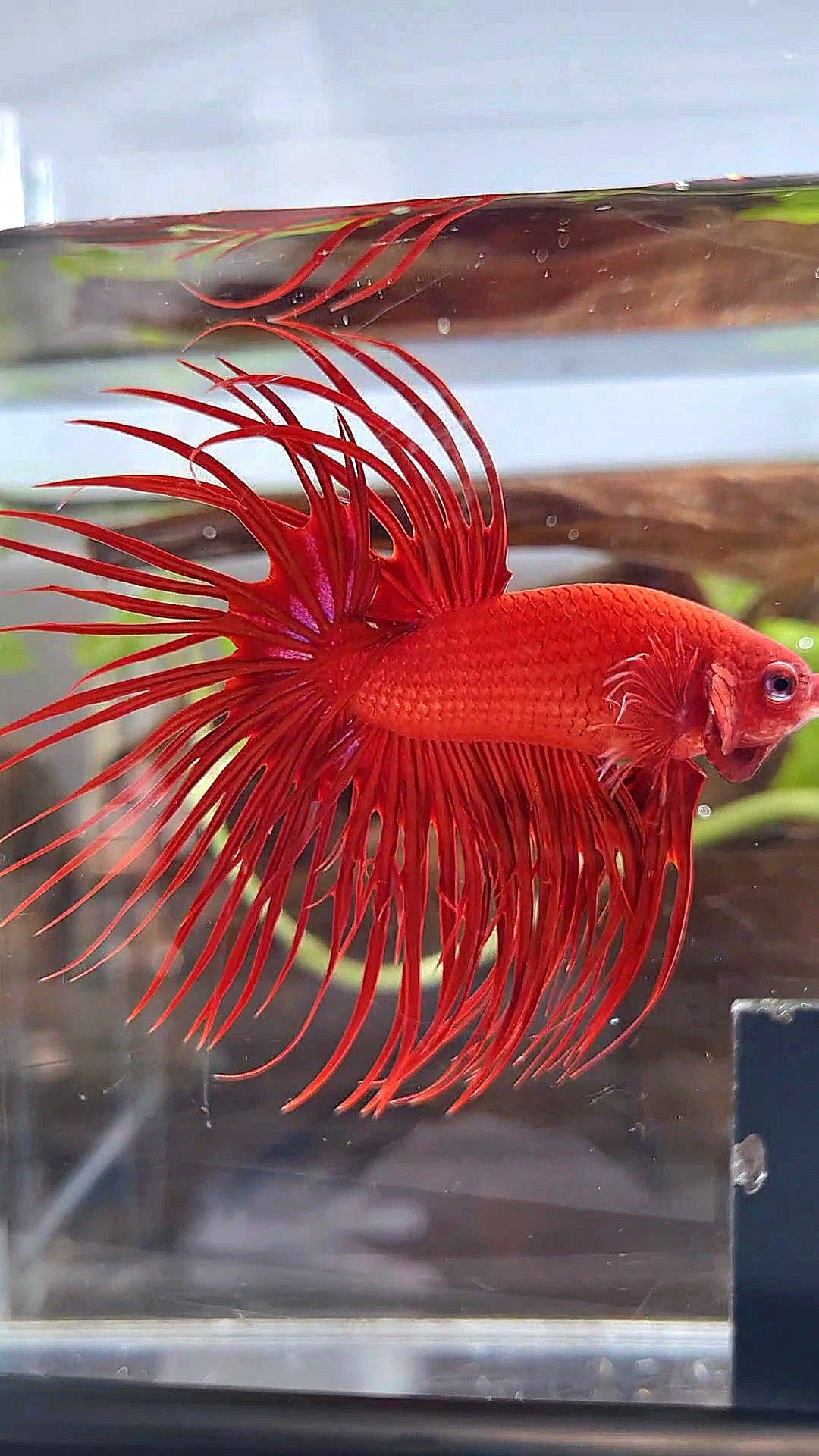 XL CROWNTAIL SUPER RED BETTA FISH
