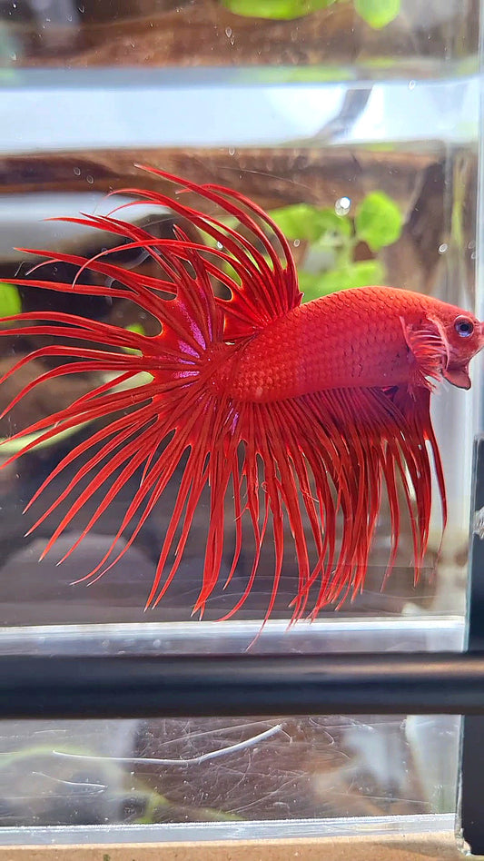 XL CROWNTAIL SUPER RED BETTA FISH