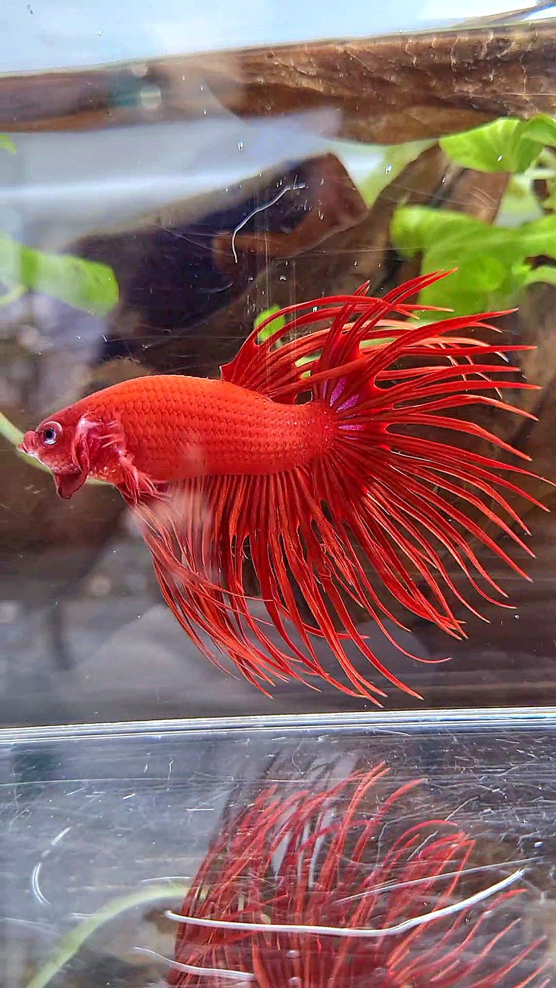 XL CROWNTAIL SUPER RED BETTA FISH