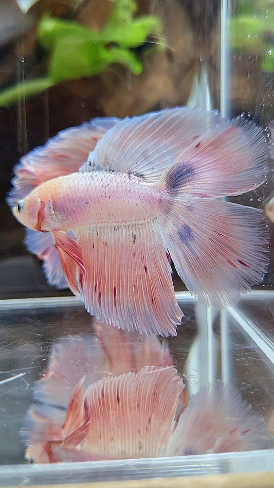 HALFMOON DOUBLE TAIL PINK FLAMINGGO BETTA FISH