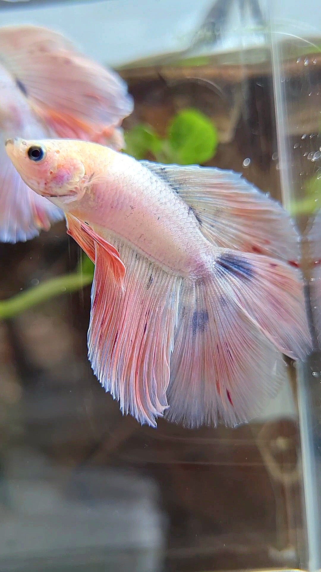 HALFMOON DOUBLE TAIL PINK FLAMINGGO BETTA FISH