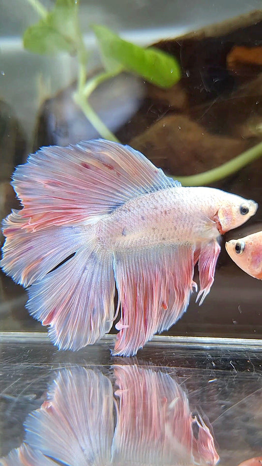 HALFMOON DOUBLE TAIL PINK BETTA FISH