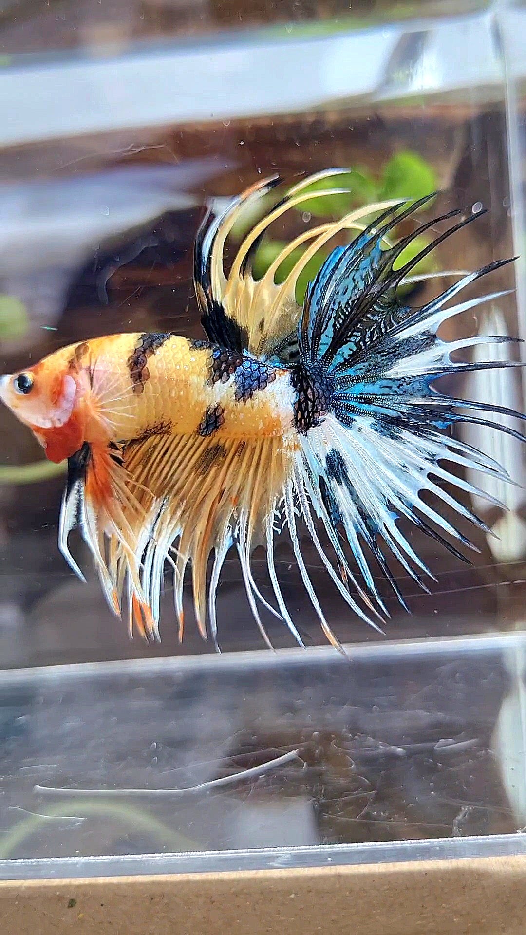 CROWNTAIL YELLOW KOI TIGER MULTICOLOR BETTA FISH