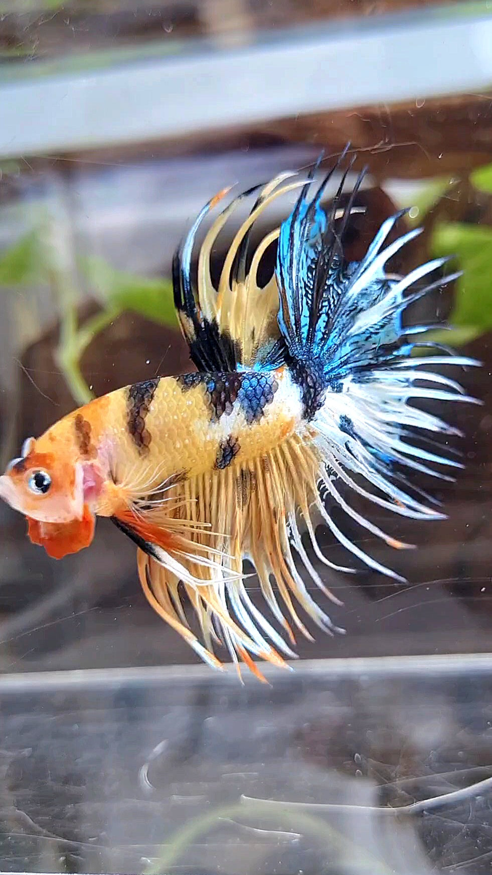 CROWNTAIL YELLOW KOI TIGER MULTICOLOR BETTA FISH