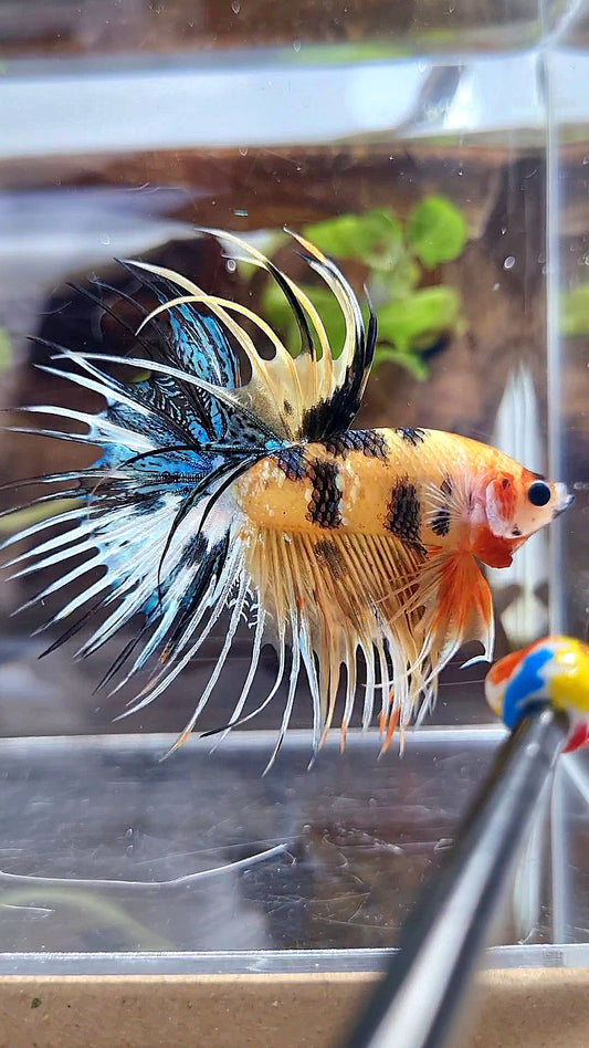 CROWNTAIL YELLOW KOI TIGER MULTICOLOR BETTA FISH