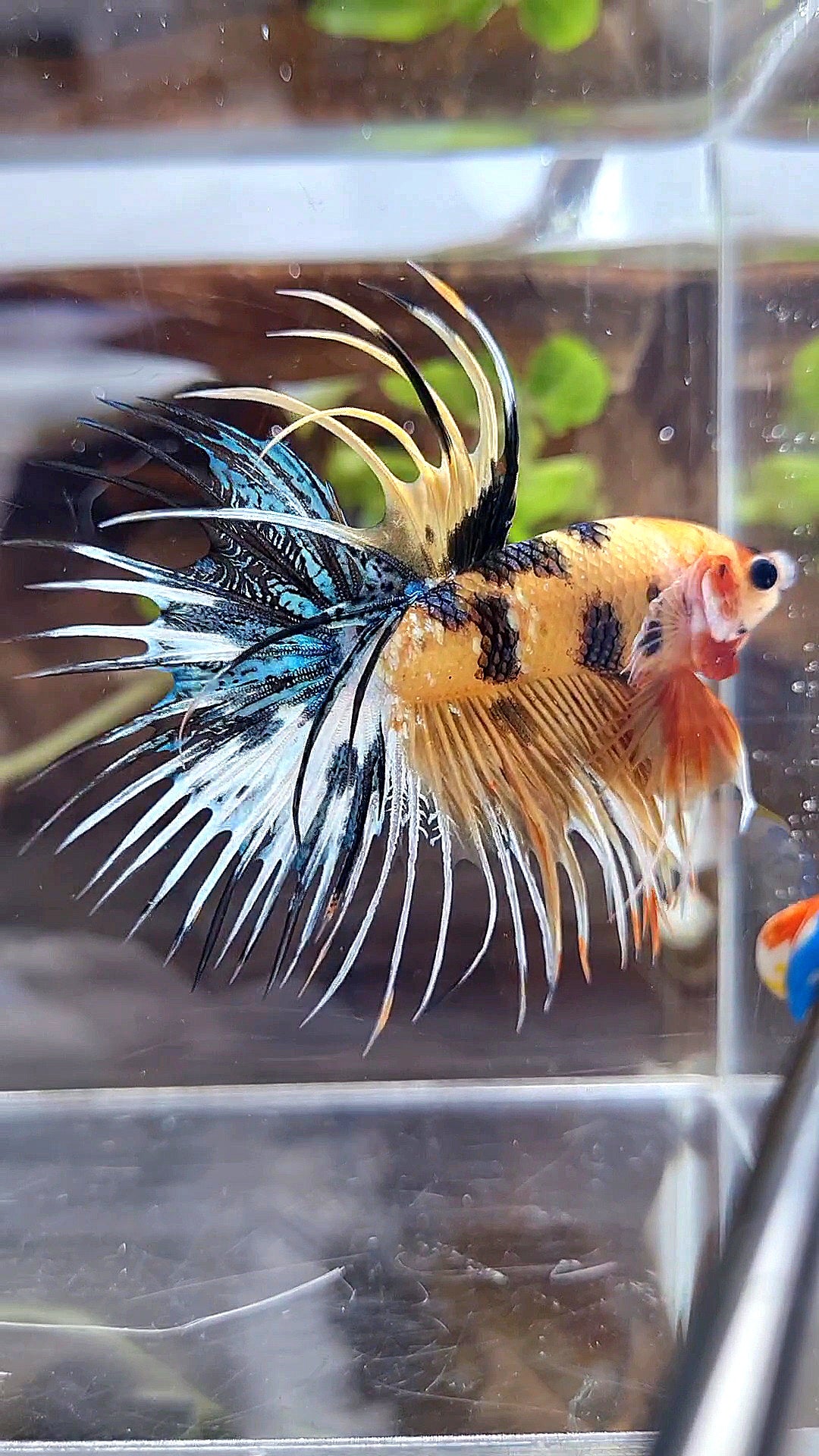 CROWNTAIL YELLOW KOI TIGER MULTICOLOR BETTA FISH
