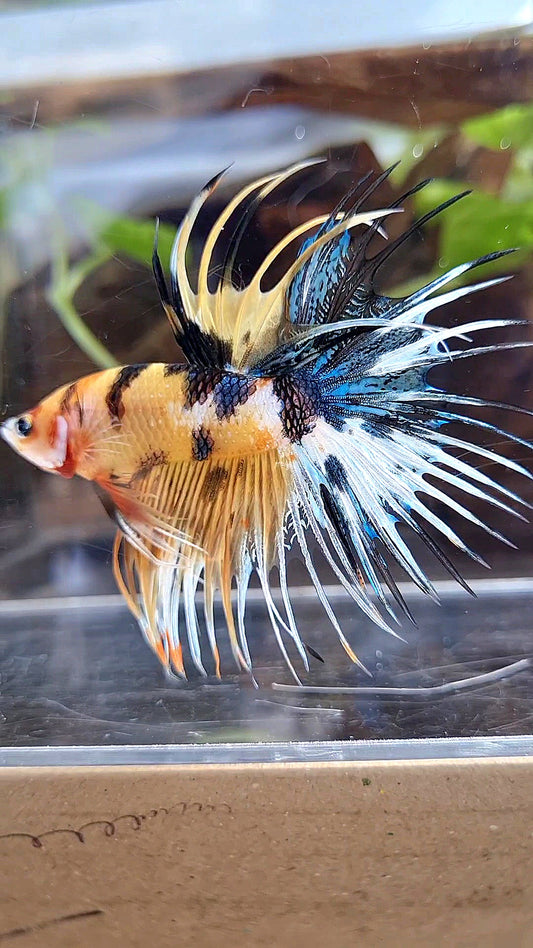 CROWNTAIL YELLOW KOI TIGER MULTICOLOR BETTA FISH
