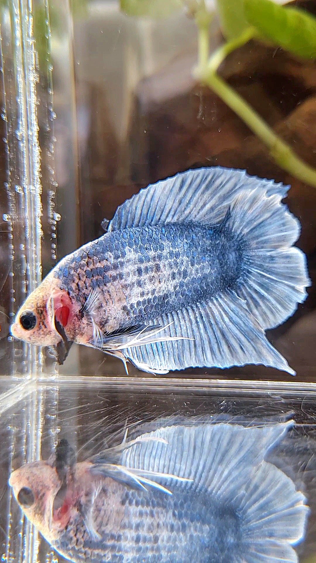 PLAKAT DOUBLE TAIL BLUE GRIZZLE BETTA FISH