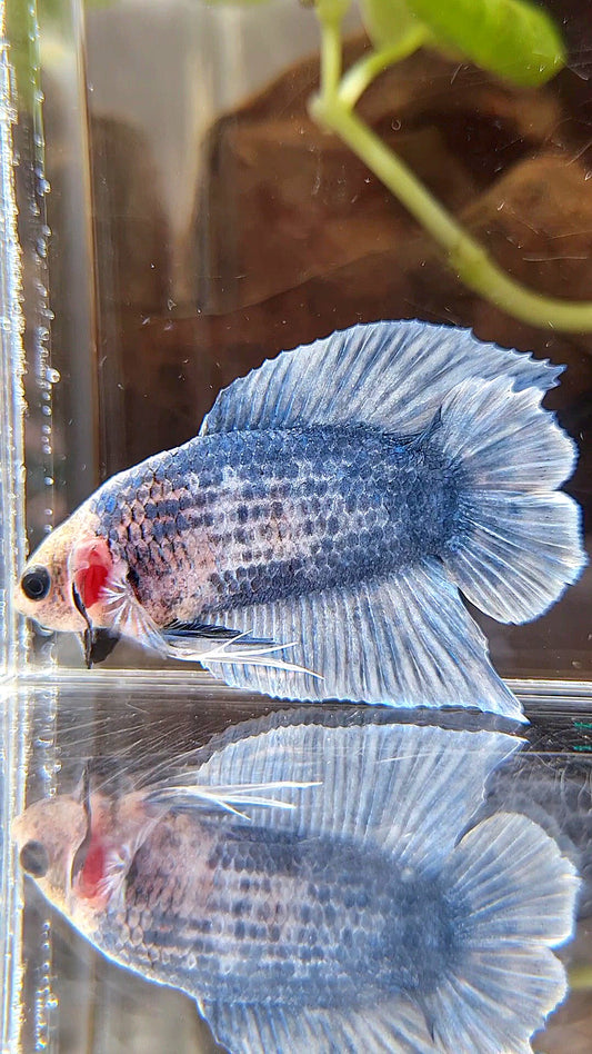 PLAKAT DOUBLE TAIL BLUE GRIZZLE BETTA FISH