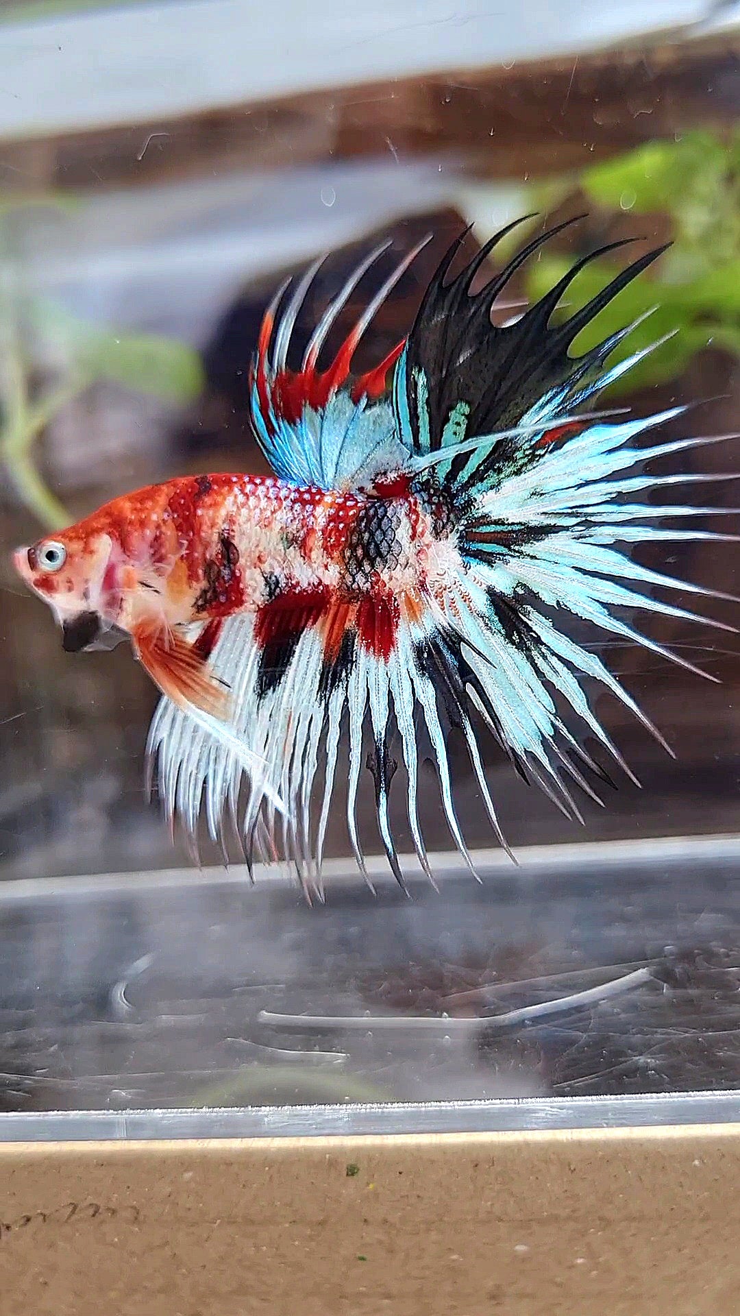 CROWNTAIL METTALIC MULTICOLOR BETTA FISH