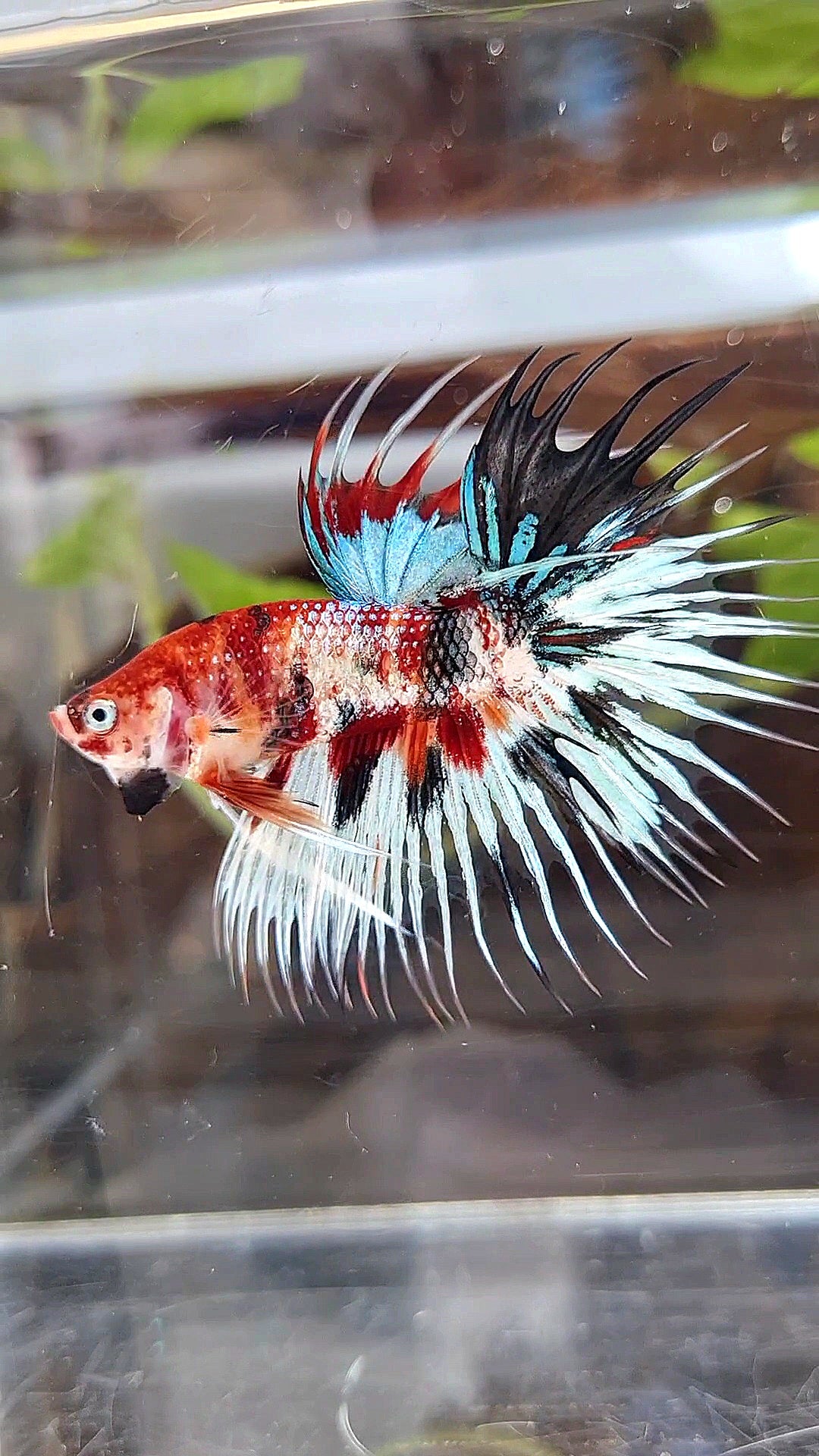 CROWNTAIL METTALIC MULTICOLOR BETTA FISH