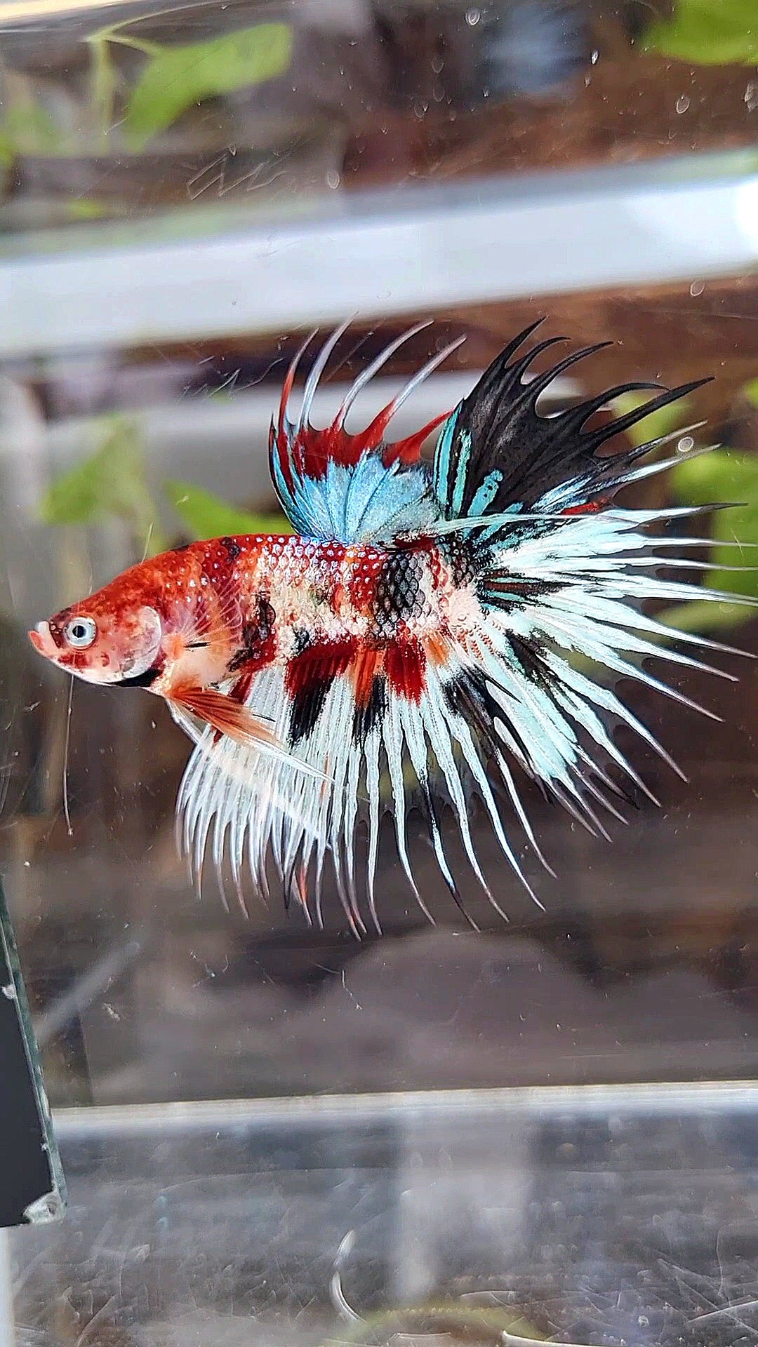 CROWNTAIL METTALIC MULTICOLOR BETTA FISH