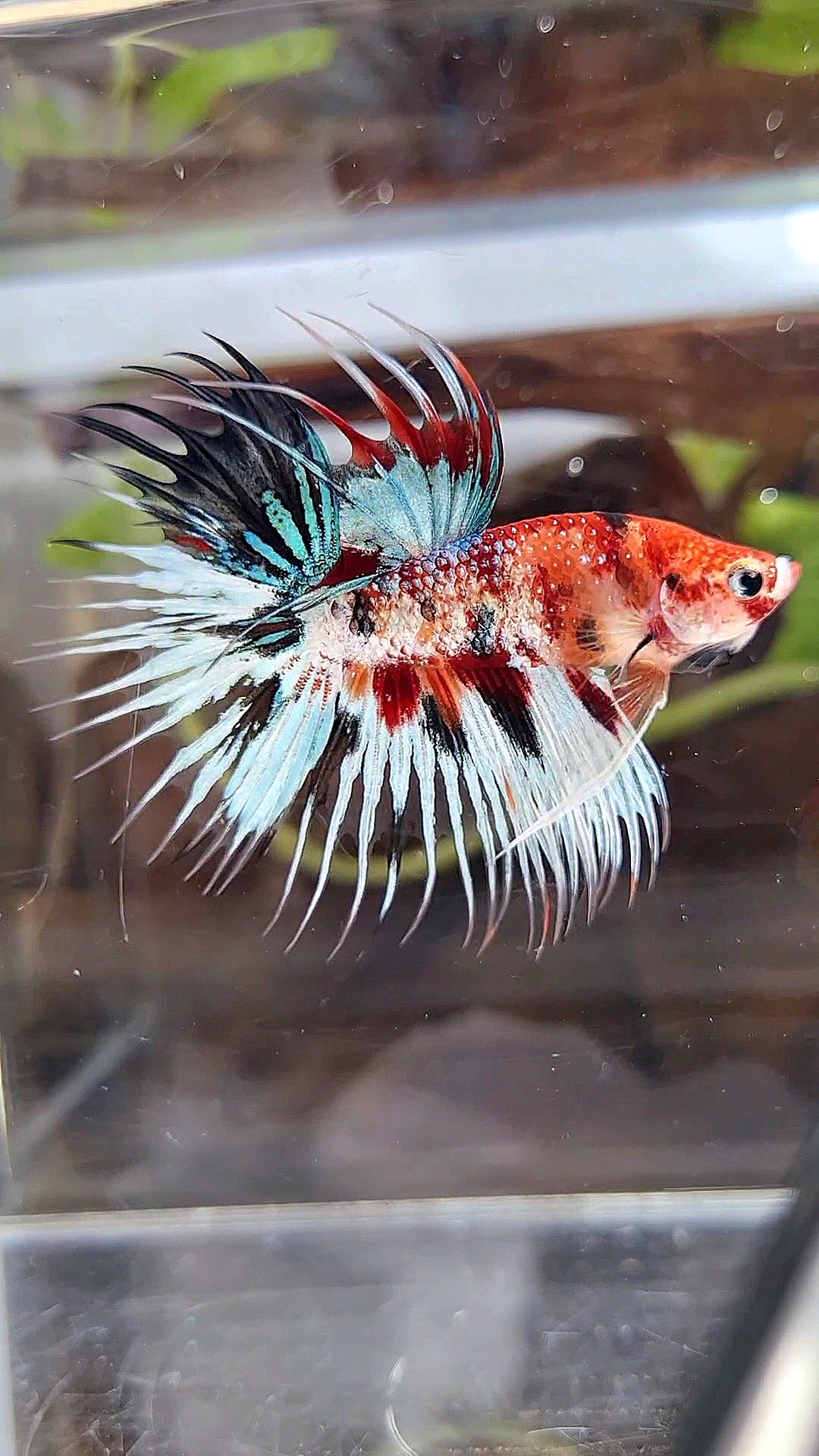 CROWNTAIL METTALIC MULTICOLOR BETTA FISH