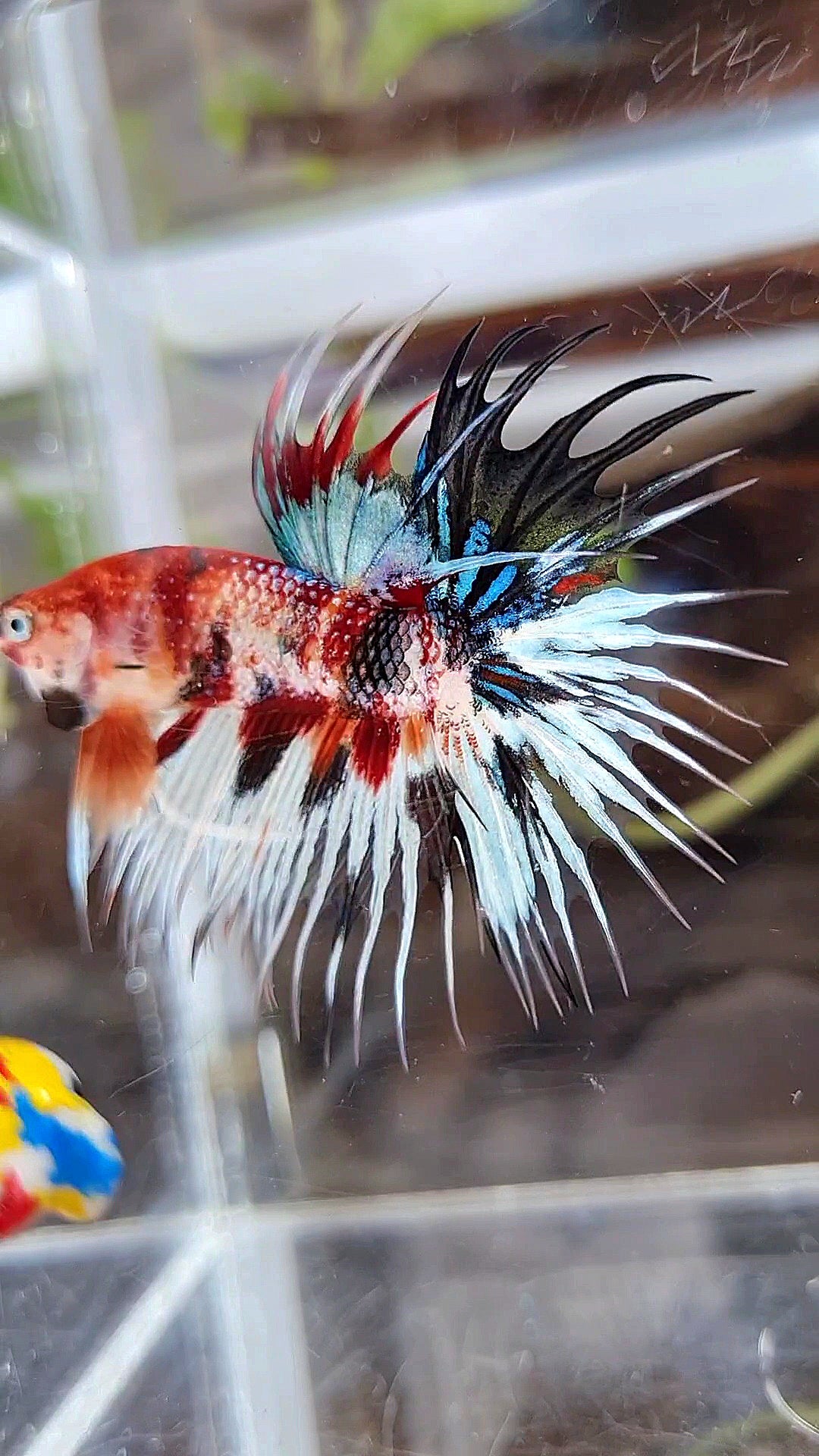 CROWNTAIL METTALIC MULTICOLOR BETTA FISH
