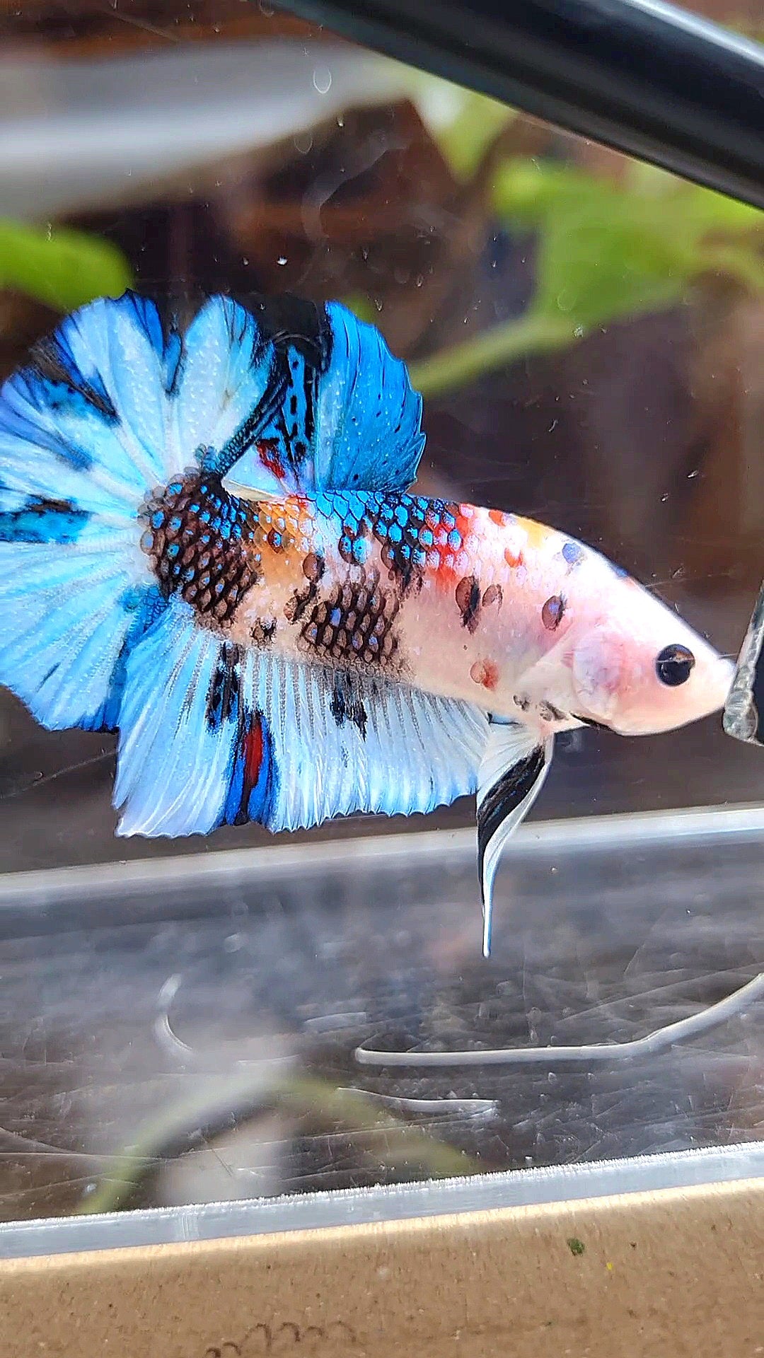 PLAKAT WHITE METTALIC MULTICOLOR BETTA FISH