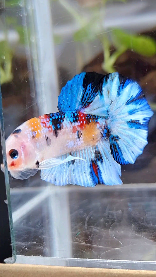 PLAKAT WHITE METTALIC MULTICOLOR BETTA FISH