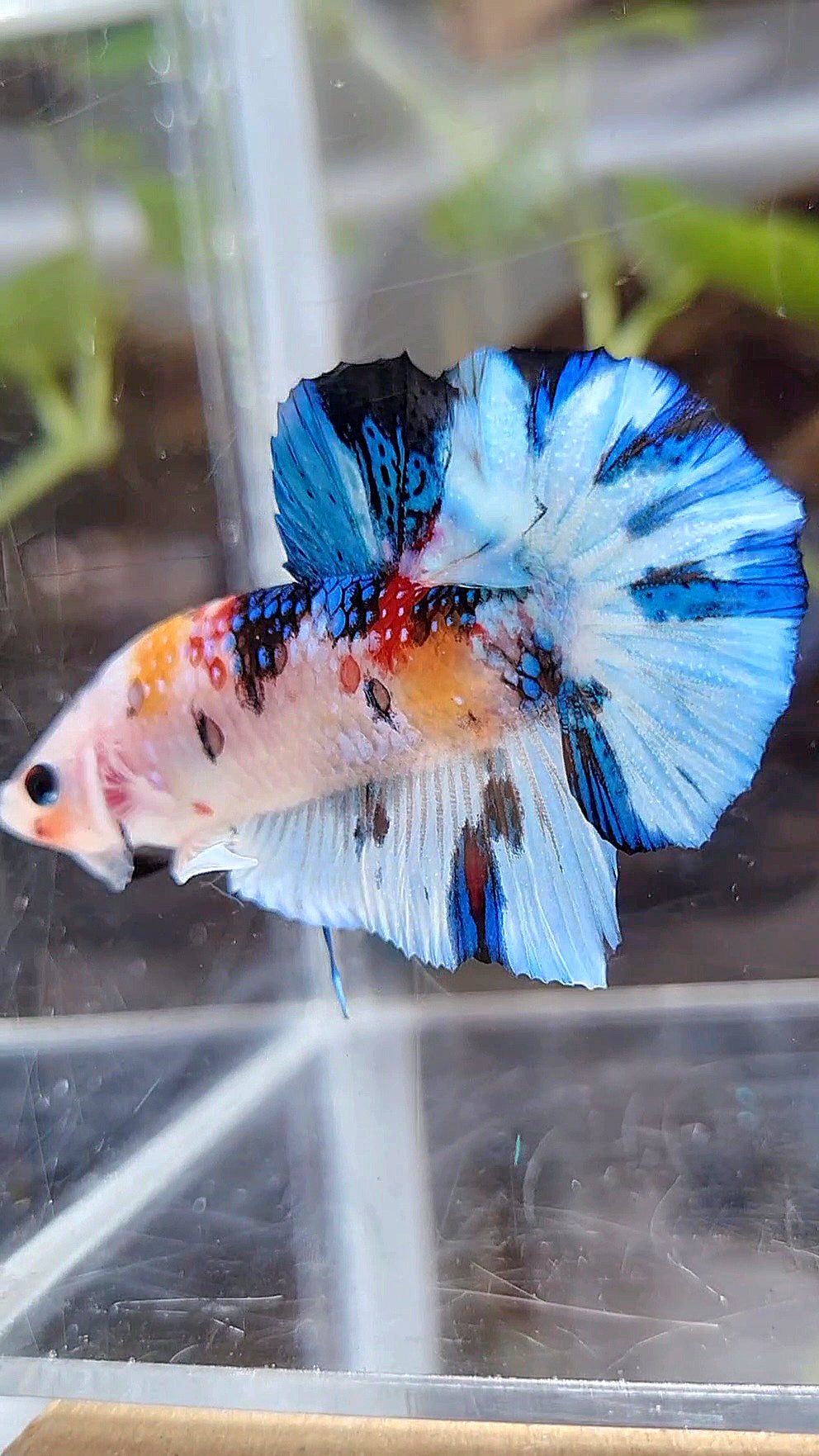 PLAKAT WHITE METTALIC MULTICOLOR BETTA FISH