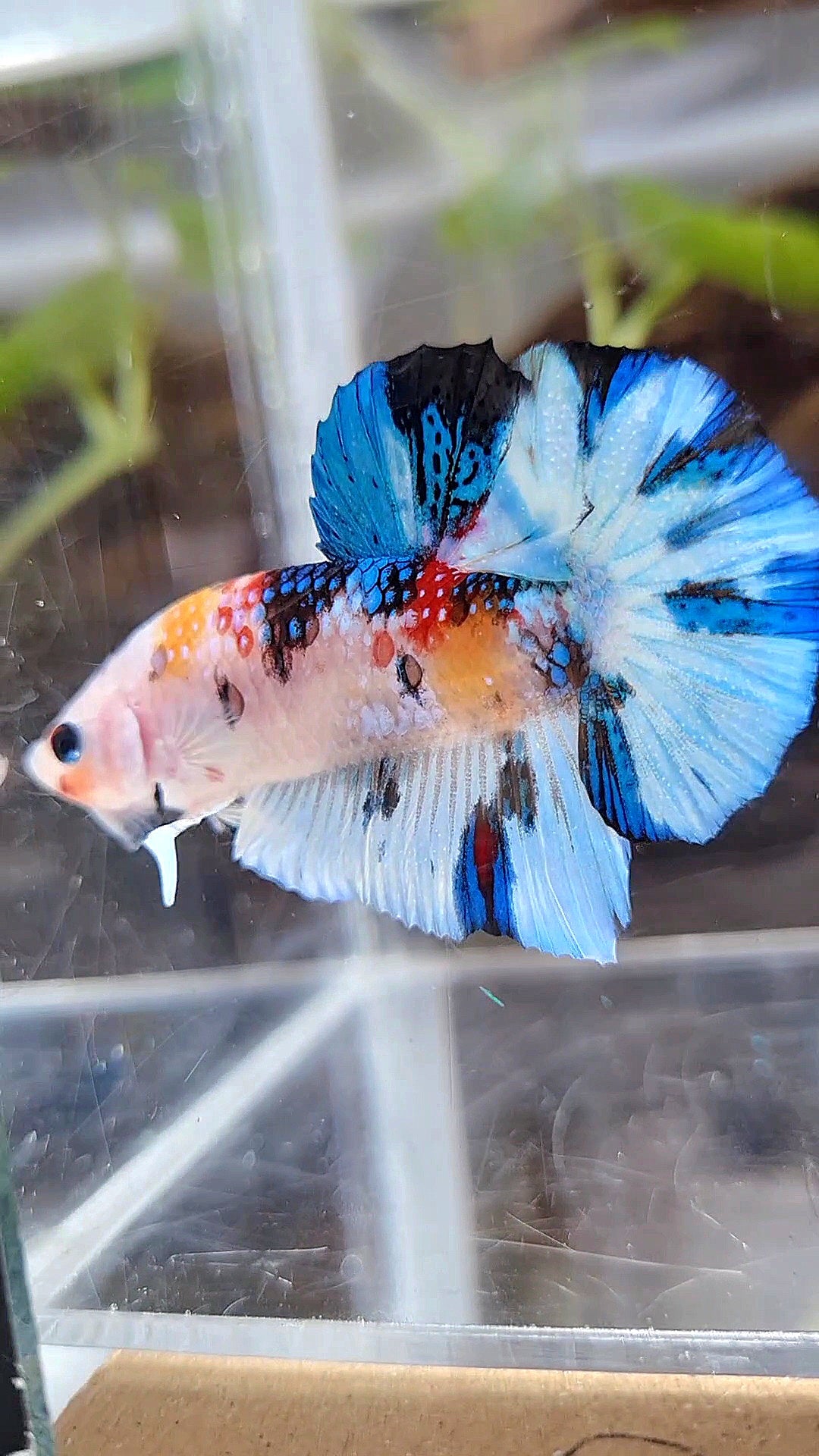 PLAKAT WHITE METTALIC MULTICOLOR BETTA FISH