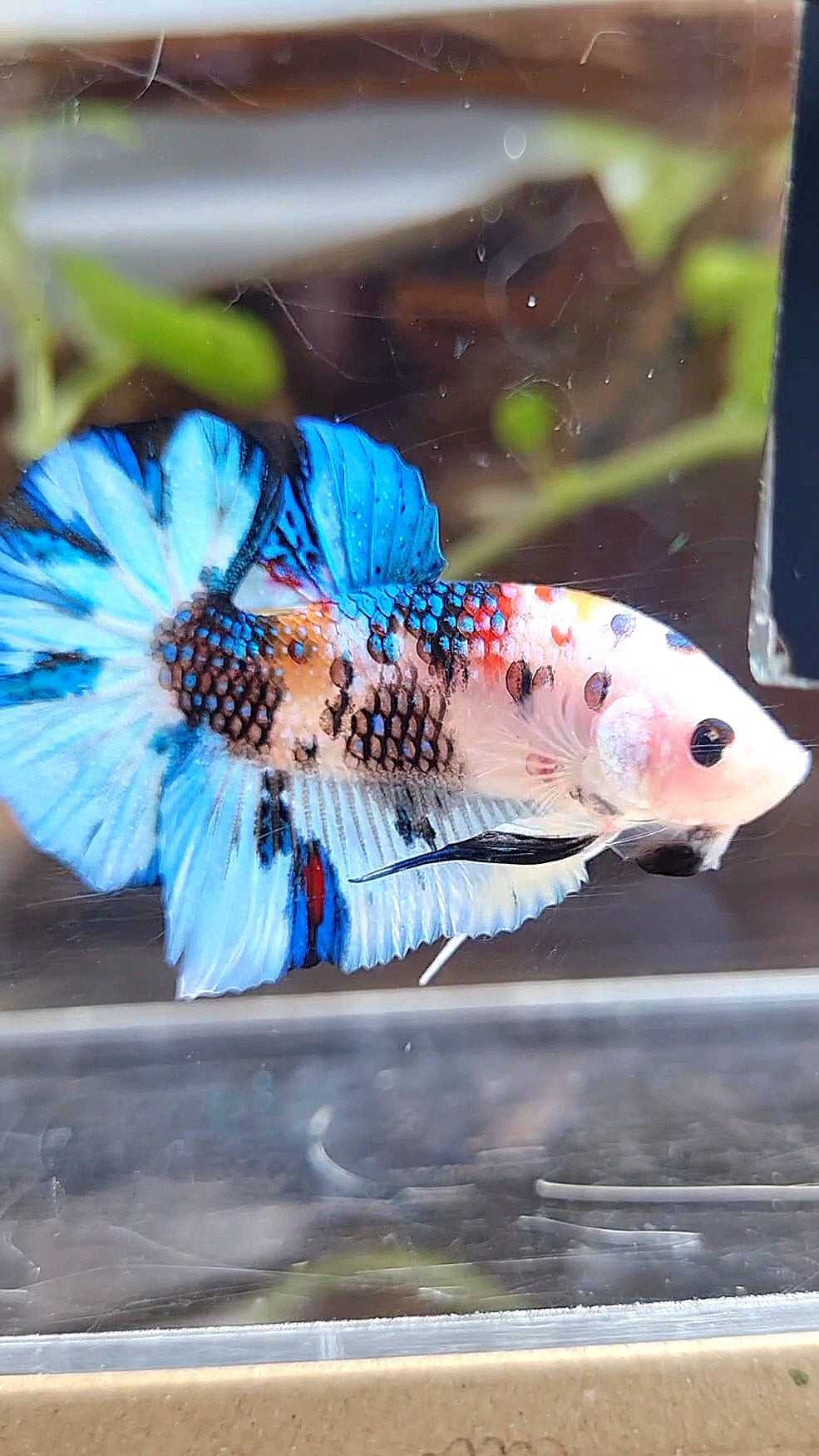 PLAKAT WHITE METTALIC MULTICOLOR BETTA FISH