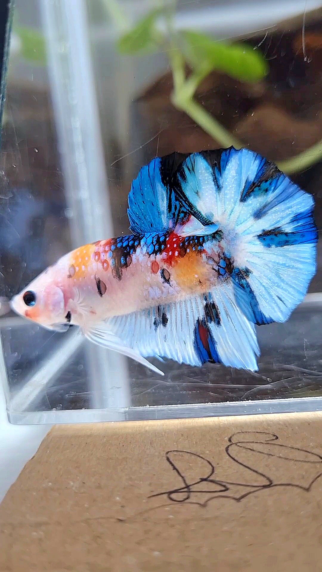 PLAKAT WHITE METTALIC MULTICOLOR BETTA FISH