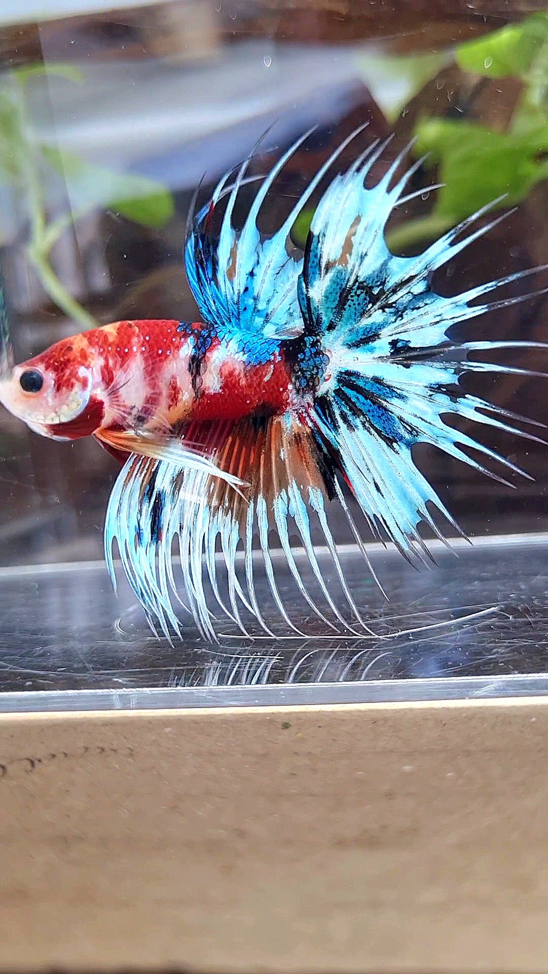 CROWNTAIL METTALIC MULTICOLOR BETTA FISH