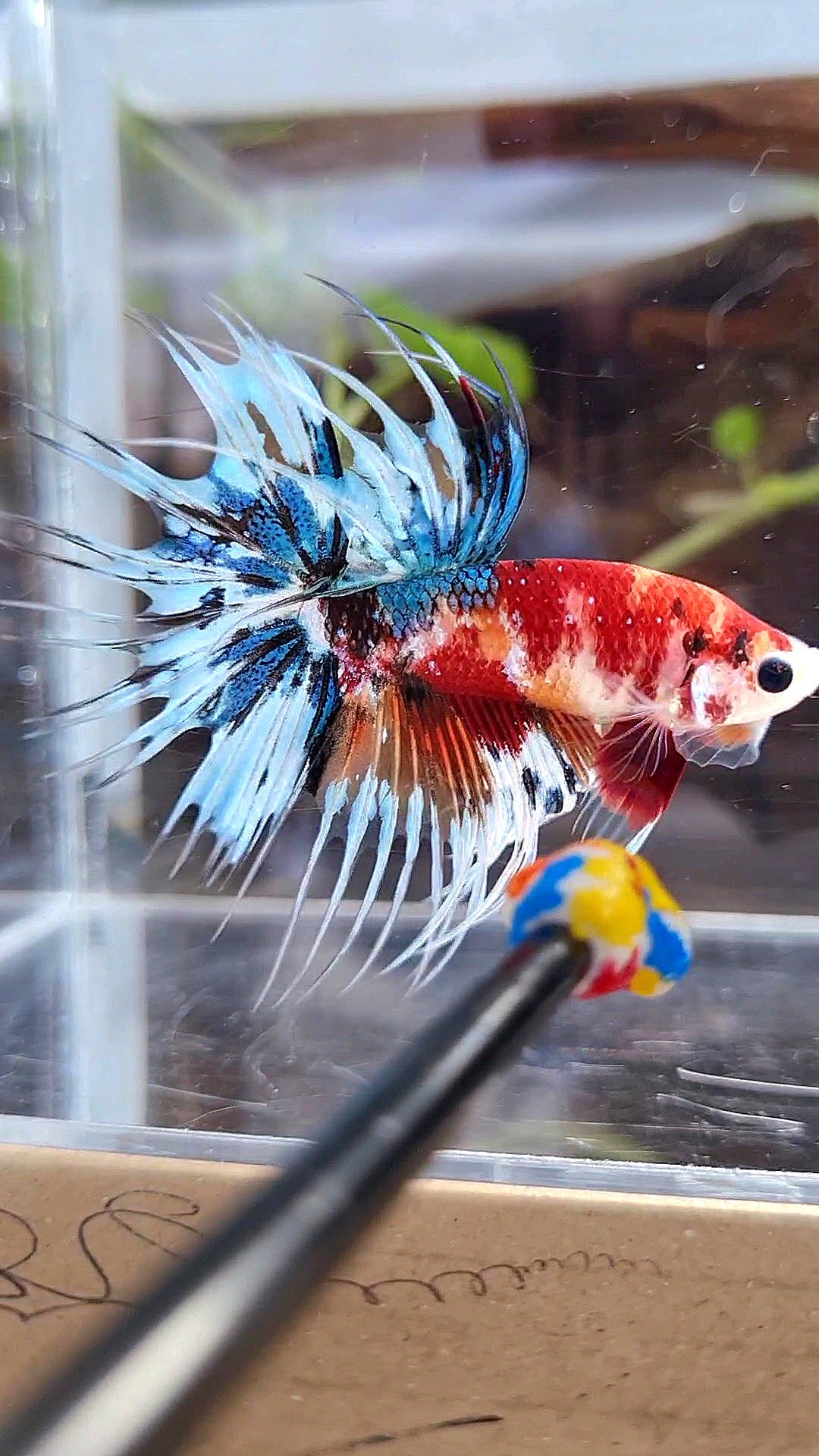 CROWNTAIL METTALIC MULTICOLOR BETTA FISH
