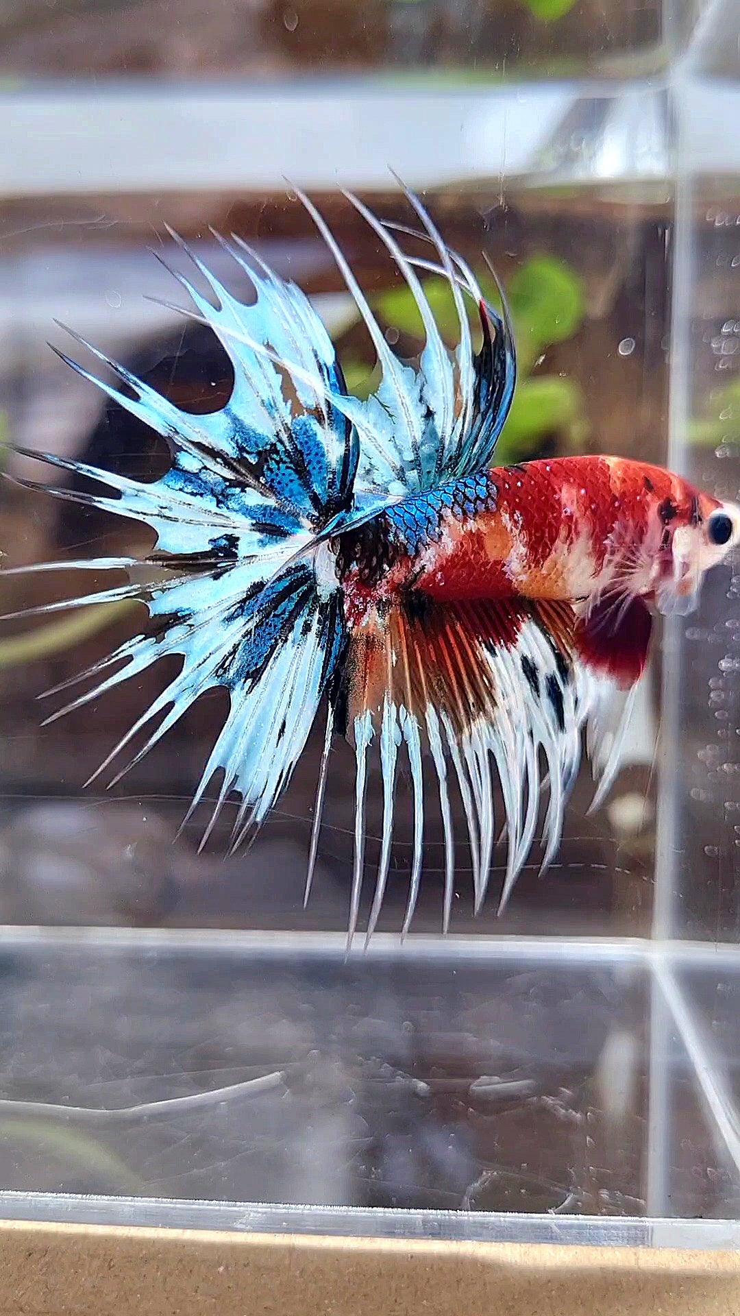 CROWNTAIL METTALIC MULTICOLOR BETTA FISH