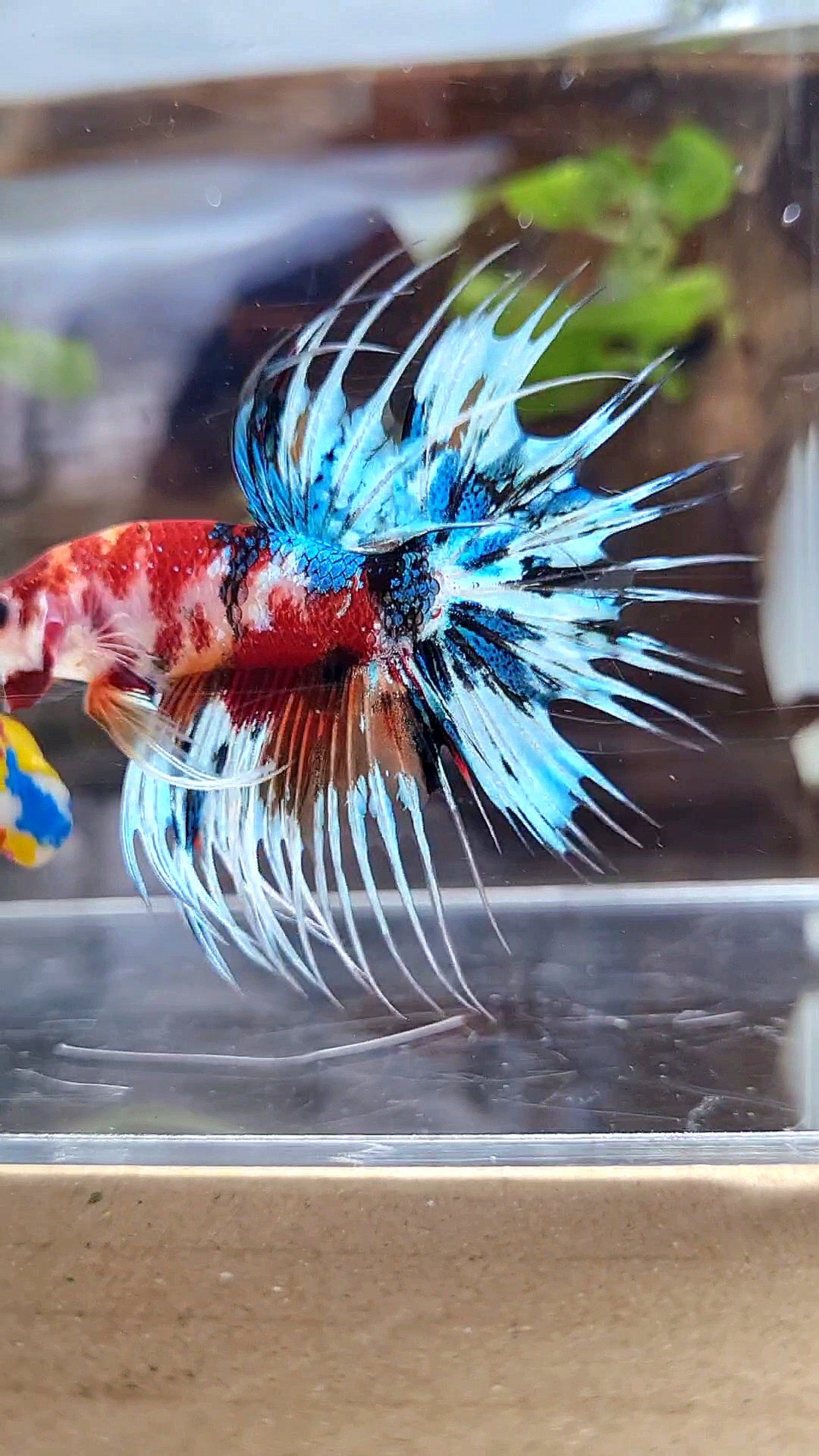 CROWNTAIL METTALIC MULTICOLOR BETTA FISH