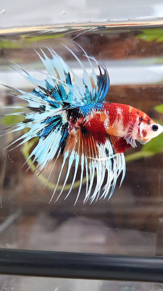 CROWNTAIL METTALIC MULTICOLOR BETTA FISH