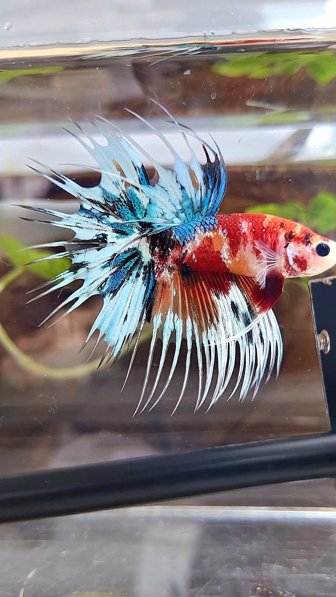 CROWNTAIL METTALIC MULTICOLOR BETTA FISH