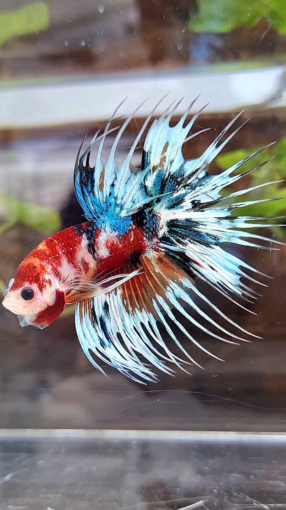 CROWNTAIL METTALIC MULTICOLOR BETTA FISH