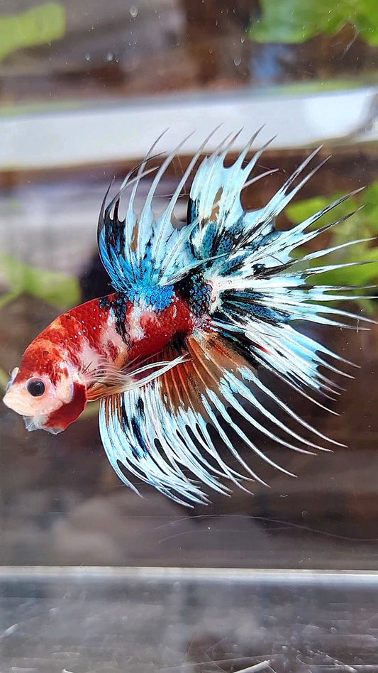 CROWNTAIL METTALIC MULTICOLOR BETTA FISH