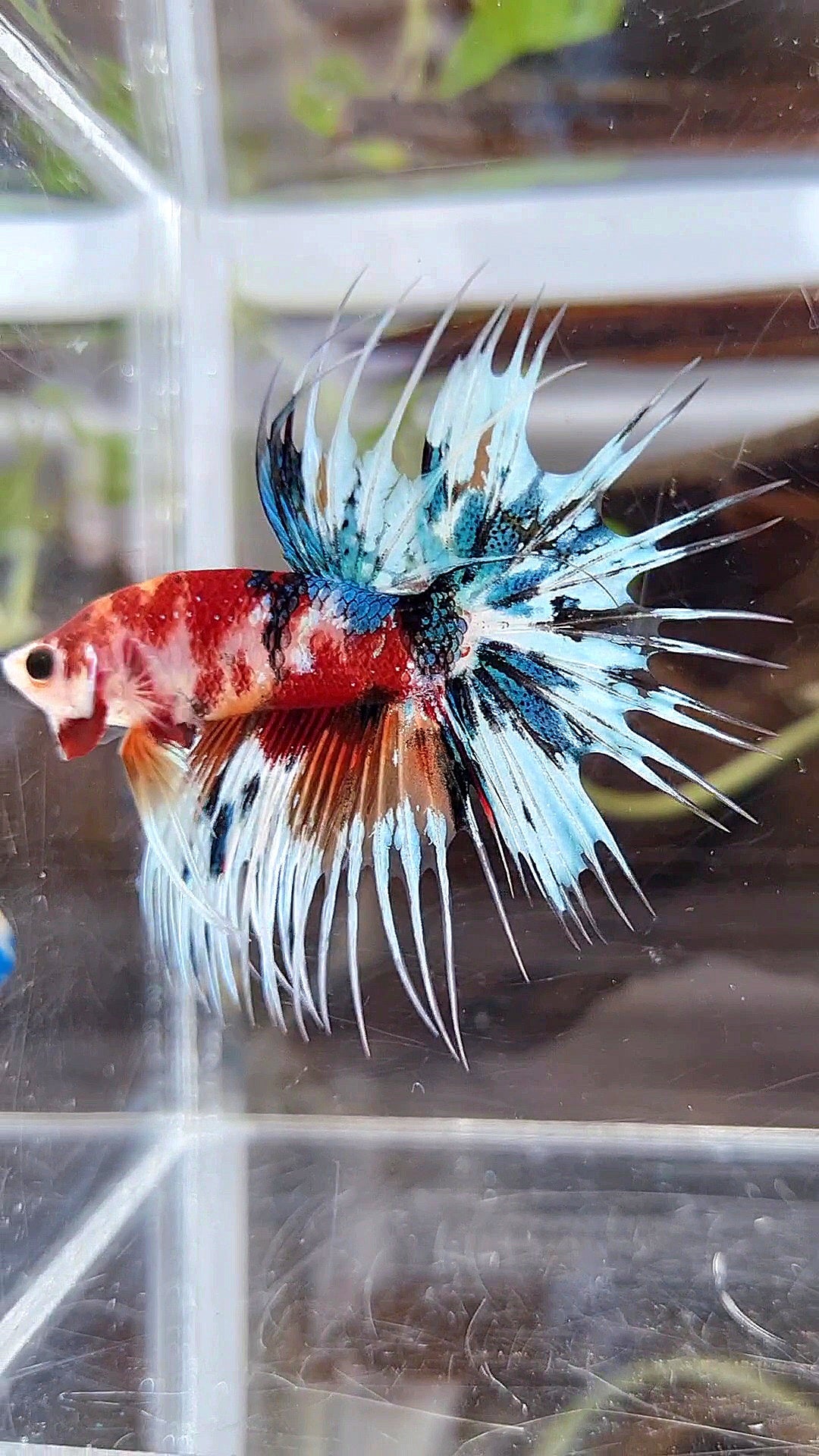 CROWNTAIL METTALIC MULTICOLOR BETTA FISH