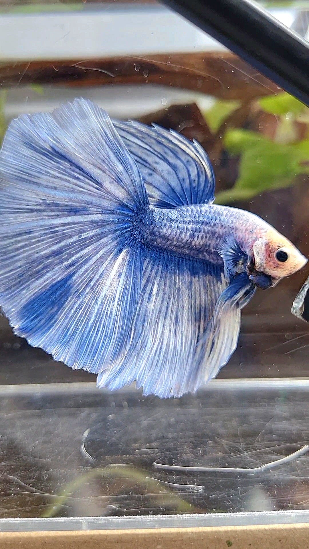 XL HALFMOON ROSETAIL BLUE GRIZZLE BETTA FISH