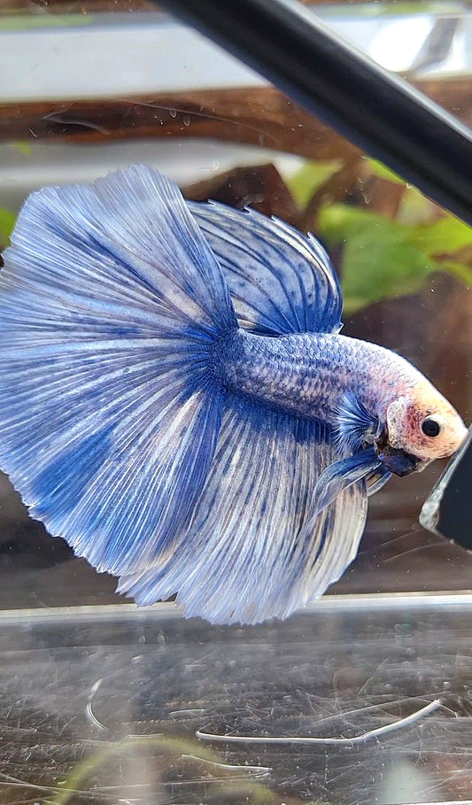 XL HALFMOON ROSETAIL BLUE GRIZZLE BETTA FISH