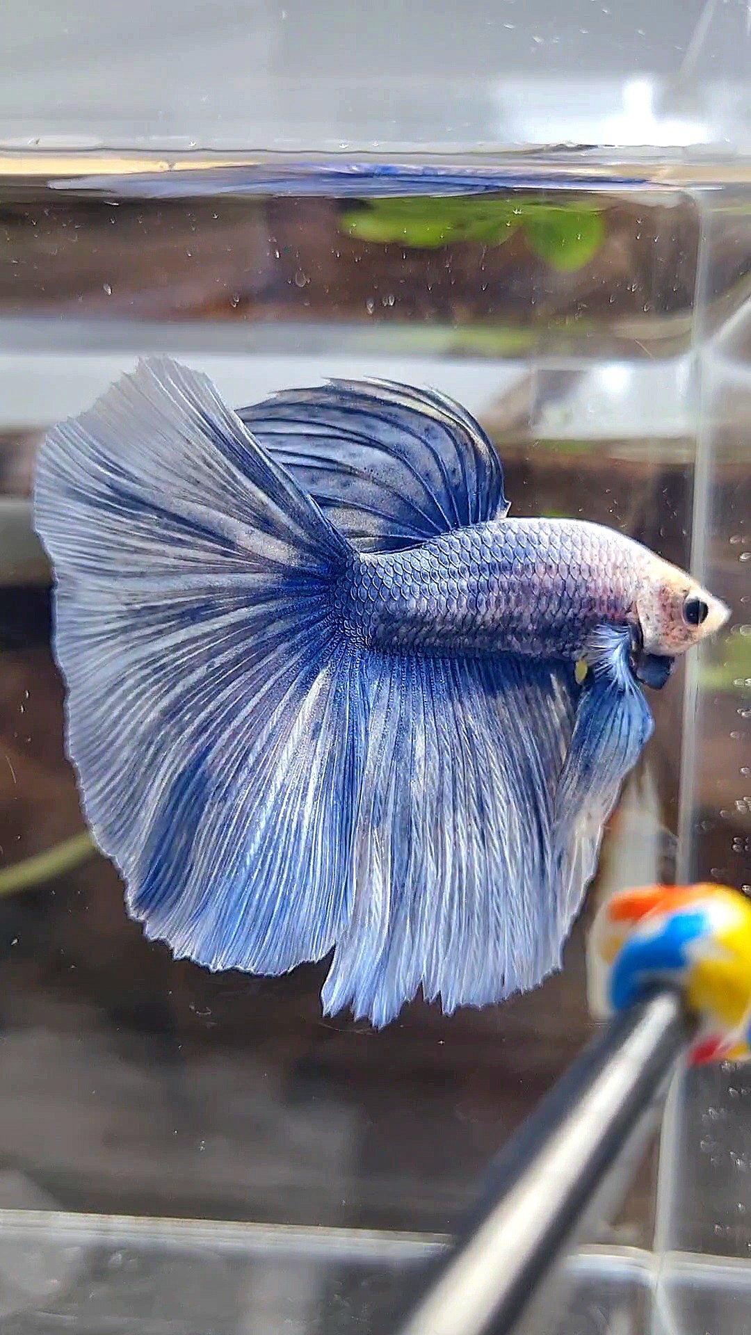 XL HALFMOON ROSETAIL BLUE GRIZZLE BETTA FISH