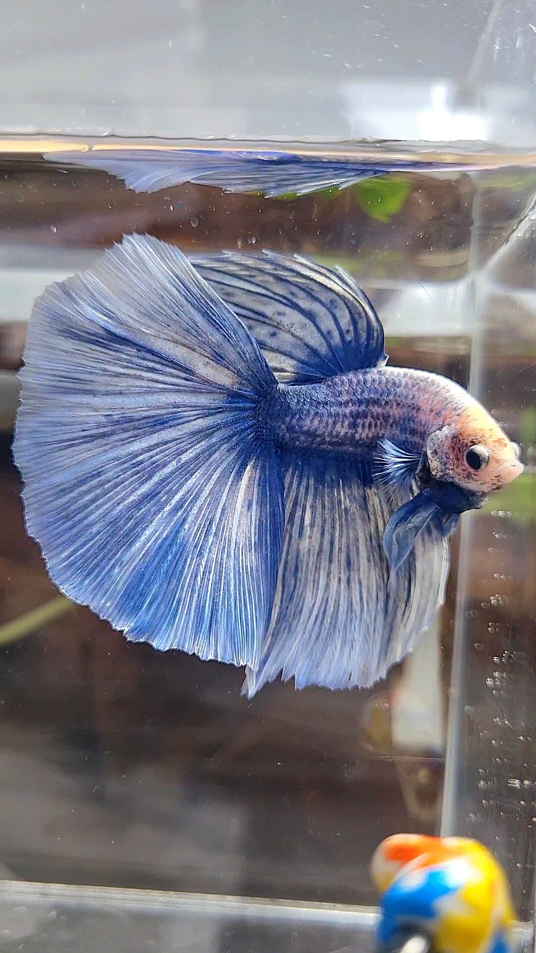 XL HALFMOON ROSETAIL BLUE GRIZZLE BETTA FISH