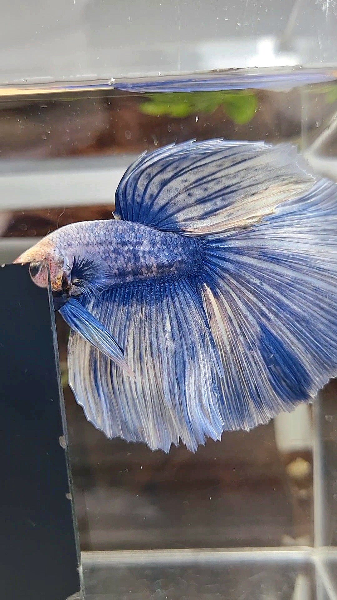 XL HALFMOON ROSETAIL BLUE GRIZZLE BETTA FISH
