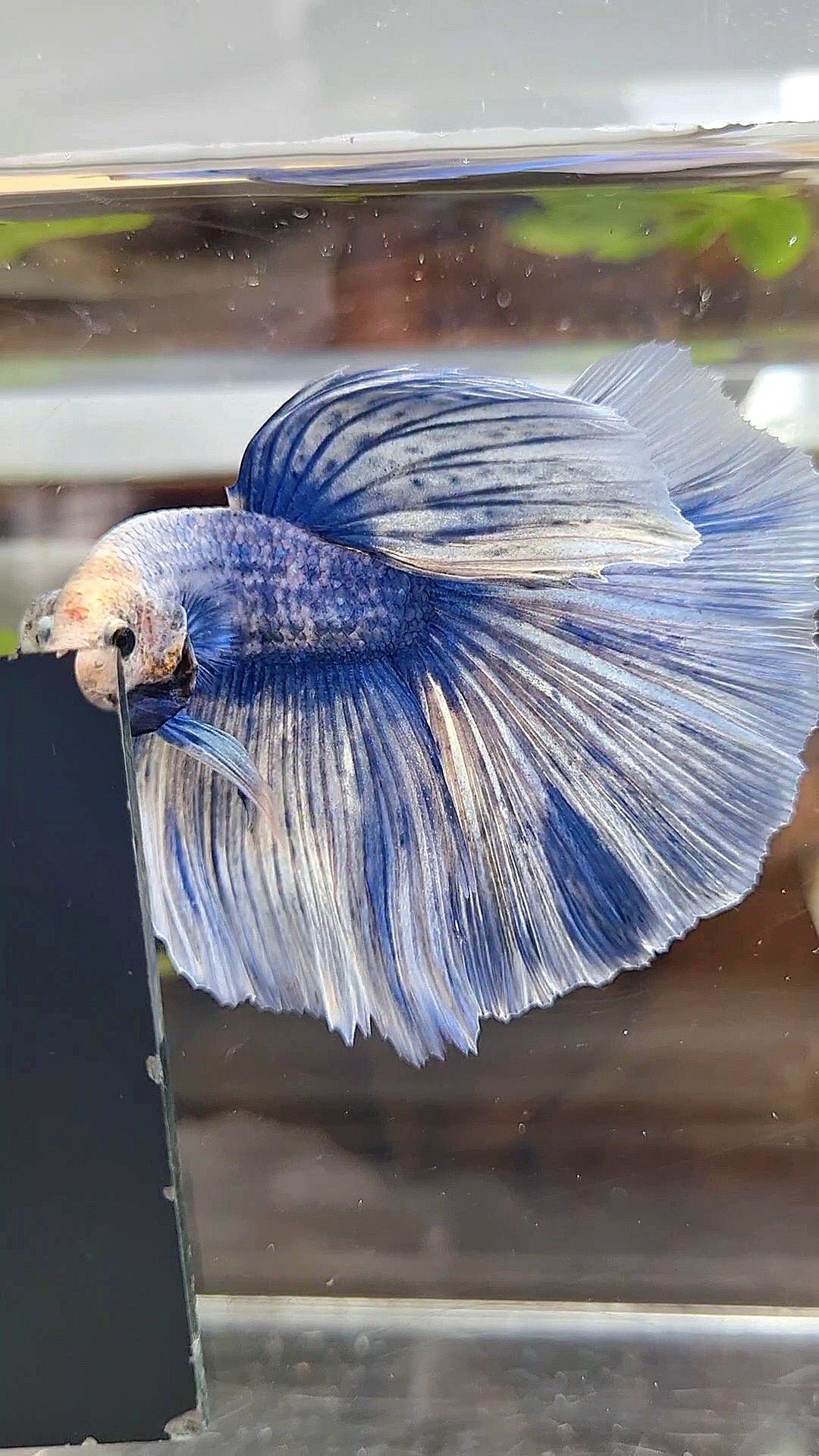 XL HALFMOON ROSETAIL BLUE GRIZZLE BETTA FISH