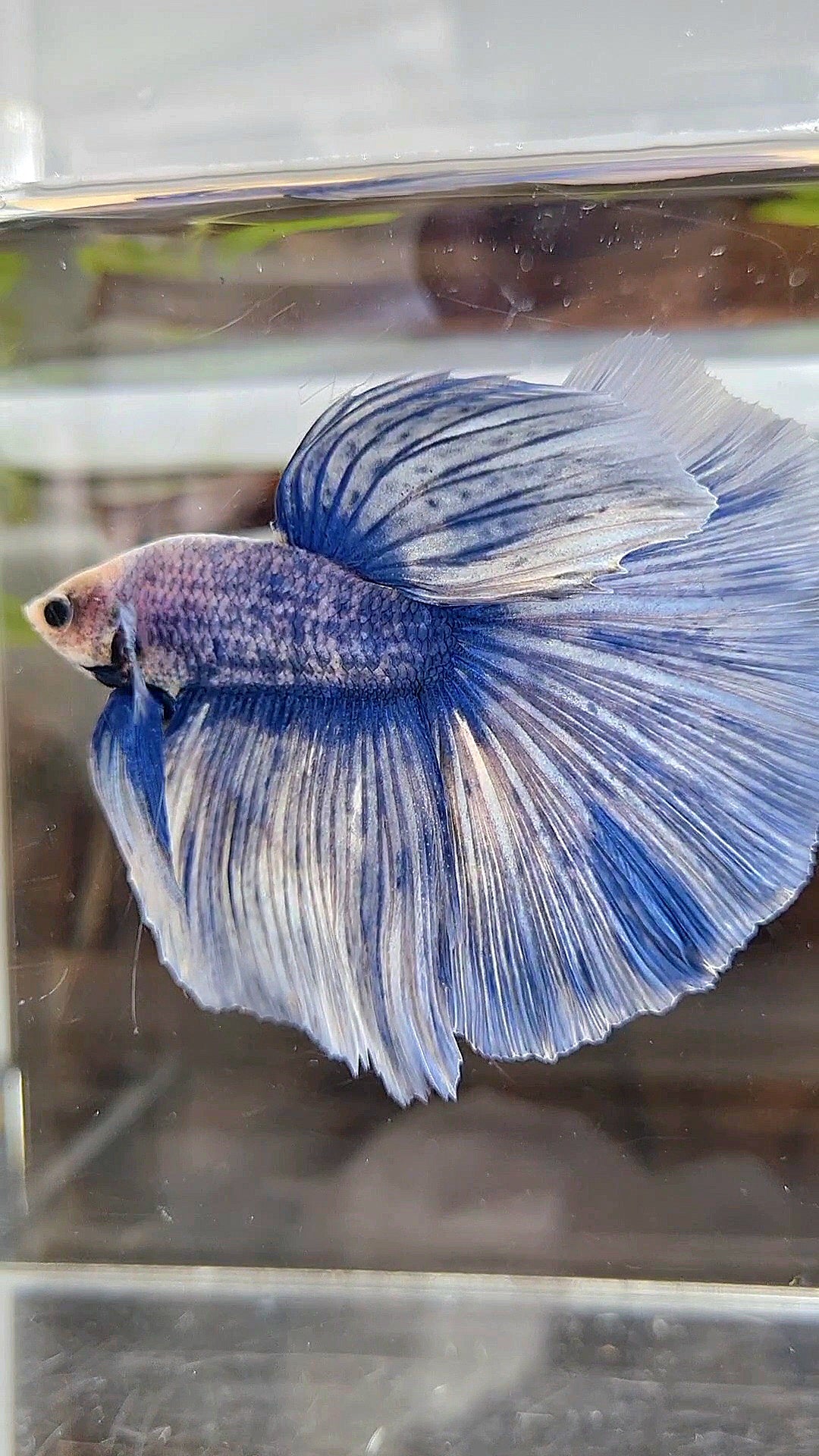 XL HALFMOON ROSETAIL BLUE GRIZZLE BETTA FISH