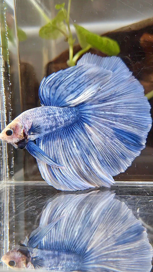 XL HALFMOON ROSETAIL BLUE GRIZZLE BETTA FISH
