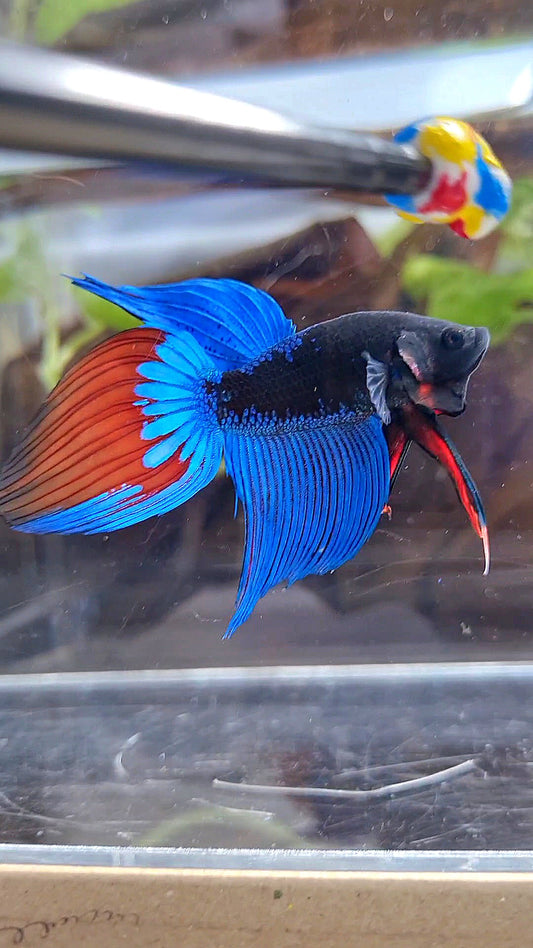 VEILTAIL BLACK SAPPHIRE AVATAR BUE BETTA FISH
