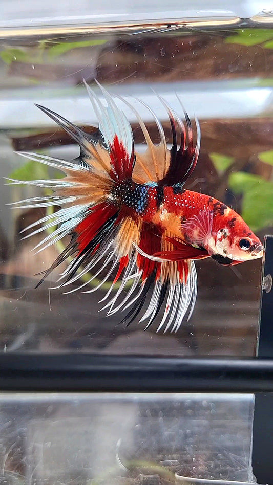 CROWNTAIL ORANGE RED MULTICOLOR METTALIC BETTA FISH